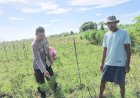 Bhabinkamtibmas-Desa-Jatikalang-Cek-Pekarangan-Pangan-Bergizi-Milik-Warga
