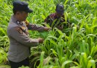 Bhabinkamtibmas-Desa-Tanjungsari-Sambang-Desa-Dukung-Ketahanan-Pangan-Lewat-Pertanian-Jagung