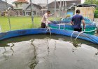 Bhabinkamtibmas-Dorong-Warga-Entalsewu-Manfaatkan-Pekarangan-Kosong-untuk-Budidaya-Ikan-Lele