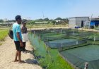 Humanis,-Bhabinkamtibmas-Trosobo-Penggerak-Ketahanan-Pangan-Bantu-Beri-Pakan-Ikan-Lele