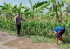 Polsek-Tulangan-Dampingi-Warga-Upayakan-Hasil-Optimal-pada-Tanaman-Jagung