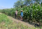 Polsek-Candi-Dukung-Ketahanan-Pangan-Lewat-Jagung