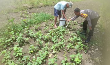 Bhabinkamtibmas-Wonoplintahan-Prambon-Ajak-Warga-Seriusi-Tanaman-Sayur