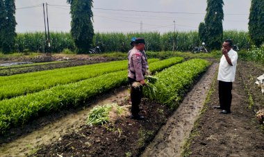 Bhabinkamtibmas-dan-Kelompok-Tani-Desa-Gamping-Kolaborasi-Panen-Sayur-Kangkung,-Wujud-Nyata-Ketahanan-Pangan-Nasional