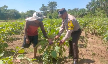 Polsek-Porong-Gencarkan-Ketahanan-Pangan-Tanaman-Terong