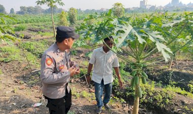 Desa-Tanjungsari-Perkuat-Ketahanan-Pangan-dengan-Program-Penanaman-Pepaya-Bersama-Bhabinkamtibmas