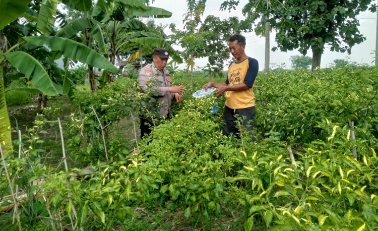 Bhabinkamtibmas Desa Pangkemiri Tinjau Kebun Sayur Warga dalam Rangka Ketahanan Pangan