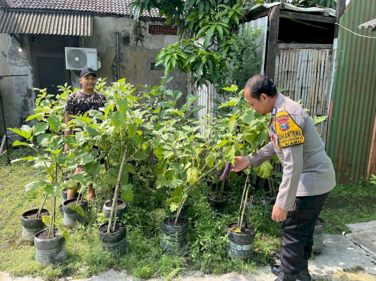 Bhabinkamtibmas Desa Kedungrejo Polsek Waru Cek Perkembangan Tanaman Sayur di Lahan Produktif Fasum Desa