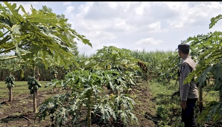 Warga Sumberejo Wonoayu Manfaatkan Lahan Kosong untuk Tanam Pepaya, Bhabinkamtibmas Beri Apresiasi