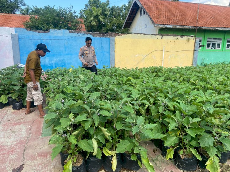 Wujud Ketahanan Pangan, Warga Desa Lemujut Kelola Lahan Pekarangan untuk Tanaman Terong