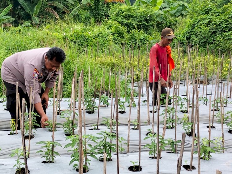 POLRESTA SIDOARJO | Warga Banjarbendo Termotivasi Program Asta Cita Presiden, Kembangkan Ketahanan Pangan Lewat Budidaya Cabai