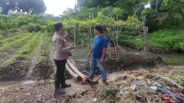 Bersaing Wujudkan Ketahanan Pangan, Warga Taman Sidoarjo Kembangkan Tanaman Buah Anggur