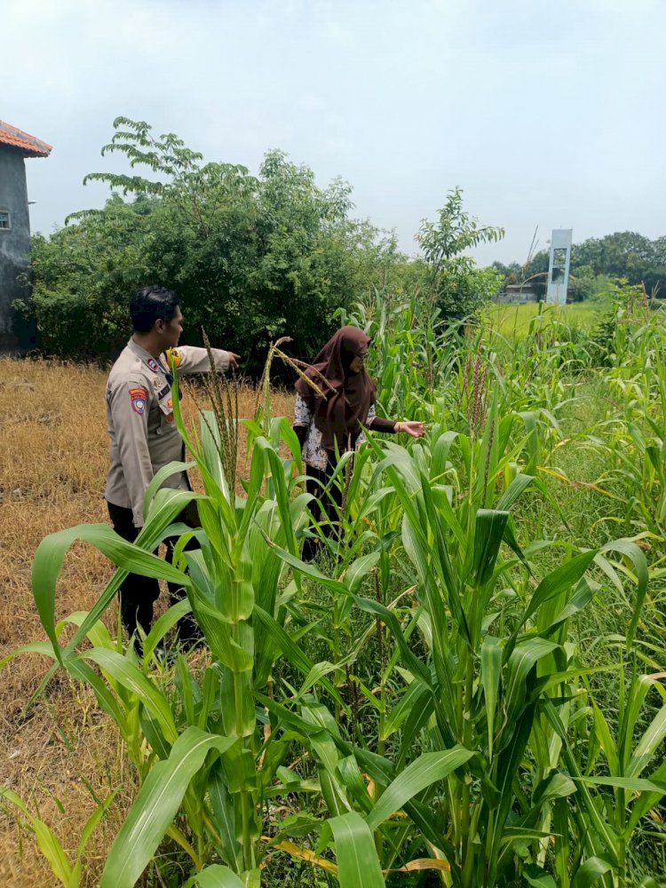 SDN Kandangan Krembung Tanam Jagung, Dukung Program Ketahanan Pangan Nasional