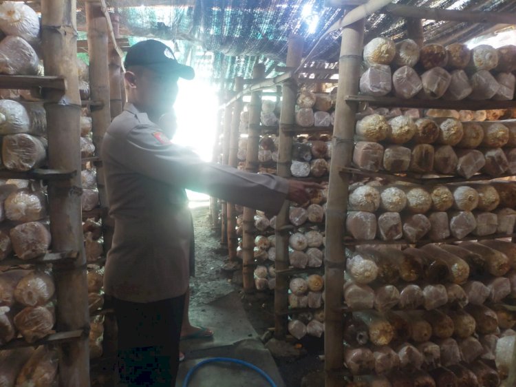 Potensi Usaha Rumahan, Budidaya Jamur Tiram di Desa Segodobancang Dukung Ketahanan Pangan