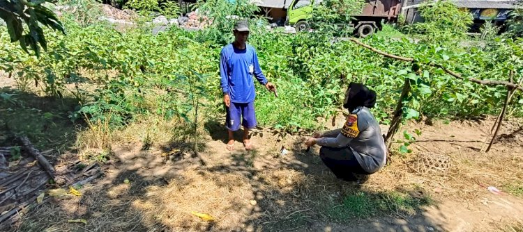 Bhabinkamtibmas Kedungpandan Tinjau Lahan Sayuran Untuk Tunjang Ketahanan Pangan