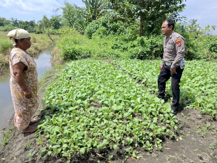 Polisi Cinta Petani, Bhabinkamtibmas Wonoayu Dampingi Petani Sawi di Becirongengor