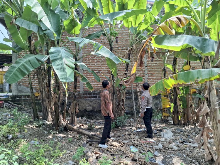 Turung Langsung ke Lahan P2B Tanaman Pisang, Bhabinkamtibmas Dorong Warga Dukung Asta Cita Presiden