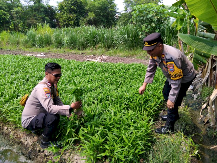 Polsek Krembung Gandeng Petani Desa Rejeni Dongkrak Ketahanan Pangan Budidaya Kangkung