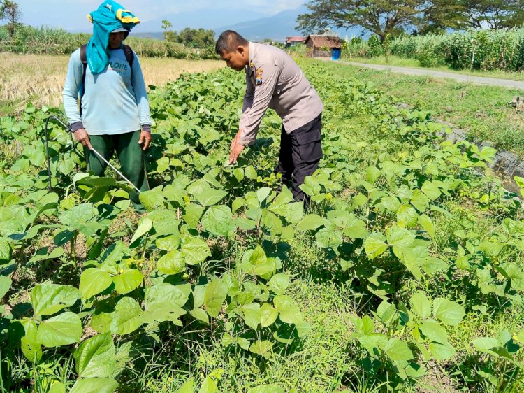 Polsek Porong Masifkan Edukasi Ketahanan Pangan lewat Program P2B di Desa Pamotan