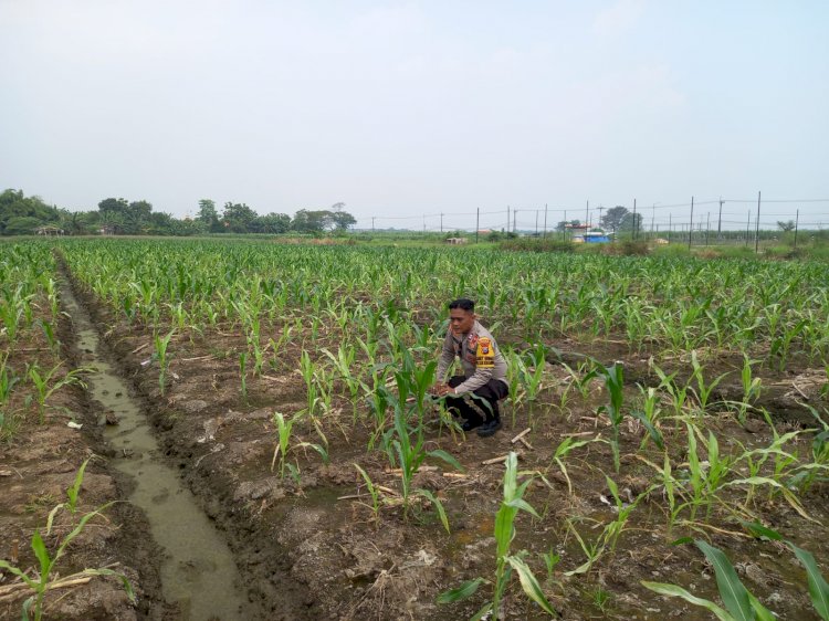 Polisi dan Petani Kompak Rawat Jagung Hibrida, Dukung Ketahanan Pangan di Desa Wonomlati