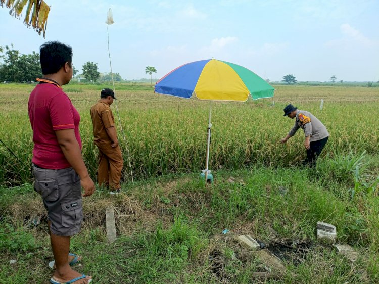 Polisi bersama Petani Pantau Pertumbuhan Jagung di Sumokembangsri Balongbendo