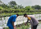 Bhabinkamtibmas-Sambibulu-Polsek-Taman-Cek-Pekarangan-Pangan-Lestari