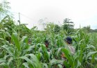 Polisi-Terus-Dampingi-Warga-Bakung-Temenggungan-Kelola-Jagung