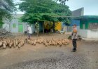 Warga-Desa-Glagaharum-Dukung-Program-Ketahanan-Pangan-Nasional-Lewat-Ternak-Bebek-Petelur
