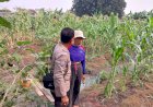 Bhabinkamtibmas-Sidokare-Tinjau-Perkembangan-Tanaman-Jagung-Bersama-Petani,-Dukung-Ketahanan-Pangan-Nasional