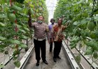 Terobosan-Ketahanan-Pangan,-Kelompok-Tani-di-Kecamatan-Tarik-Kembangkan-Melon-Hidroponik