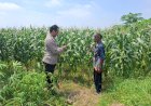 Jalankan-Program-Ketahanan-Pangan,-Petani-Gampingrowo-Tanam-Jagung