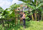 Kapolsek-Taman-Masifkan-Peran-Bhabinkamtibmas-untuk-Edukasi-Warga-Soal-Ketahanan-Pangan-di-Lahan-Kosong