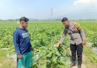 Polsek-Krembung-Dukung-Ketahanan-Pangan,-Dampingi-Perawatan-Tanaman-Melon-di-Desa-Keper