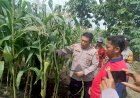 Polisi-Cinta-Petani,-Turun-Langsung-Cek-Lahan-Ketahanan-Pangan
