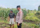 Polisi-Cinta-Petani-Sawi,-Polsek-Porong-Kompak-Dongkrak-Ketahanan-Pangan-di-Desa-Pesawahan