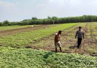 Kanit-Binmas-Prambon-Patroli-Sambang-Petani-Dukung-Ketahanan-Pangan