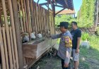 Warga-Jemundo-Budidaya-Kambing-Etawa-di-Pekarangan