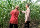 Dukung-Ketahanan-Pangan-Bhabinkamtibmas-Desa-Sukorejo-Bersama-Gapoktan-Cek-Tanaman-Jagung