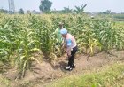 Polisi-Pantau-Pertumbuhan-Jagung-di-Desa-Gamping