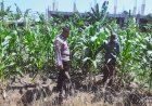Polisi-dan-Petani-Bersinergi,-Ketahanan-Pangan-Pekarangan-di-Sedati-Terus-Diperkuat
