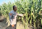 Bhabinkamtibmas-Desa-Prambon-Kontrol-Lahan-Jagung,-untuk-Sukseskan-Ketahanan-Pangan