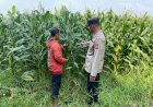 Polsek-Tarik-Dampingi-Pengelolahan-Tanaman-Jagung-di-Desa-Kemuning,-untuk-Ketahanan-Pangan