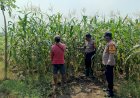 Polsek-Balongbendo-Dampingi-Petani-Rawat-Jagung-Hibrida-Wujudkan-Swasembada-Pangan