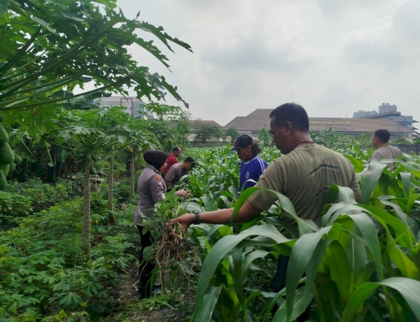 Bhabinkamtibmas Polsek Waru Pantau Jagung di Bungurasih Dukung Swasembada Pangan
