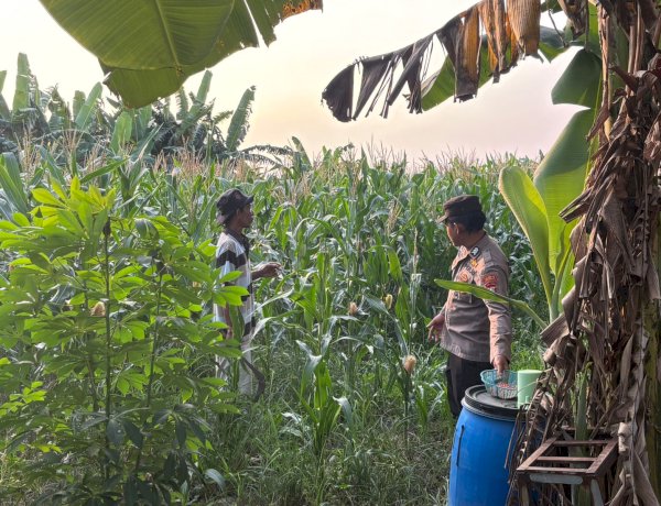 Polsek Gedangan Kawal Pertumbuhan Jagung Demi Ketahanan Pangan Nasional