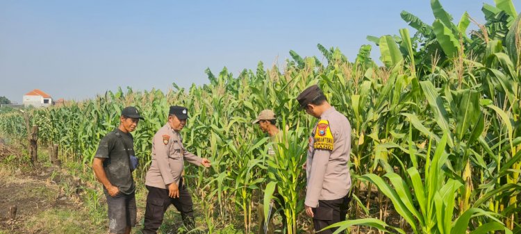 Dari Desa Durungbedug, Polsek Candi Kawal Tumbuhnya Jagung Demi Wujudkan Swasembada Pangan Nasional