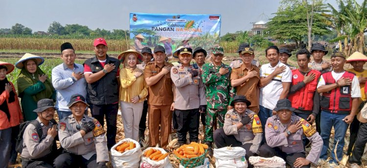 Panen Raya Jagung Kuartal III di Balongbendo, Wujud Nyata Swasembada Pangan Nasional