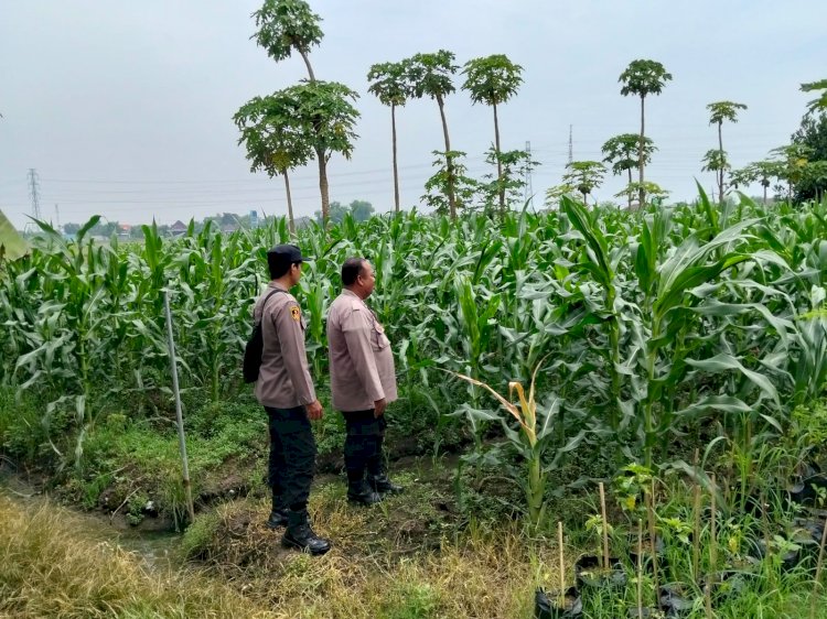 Bhabinkamtibmas Polsek Prambon Kontrol Lahan Jagung, Pertumbuhan Tanaman Normal