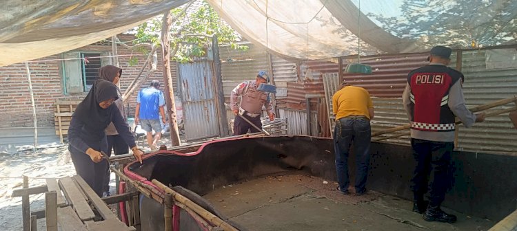 Polsek Krian Bongkar Arena Sabung Ayam di Ponokawan